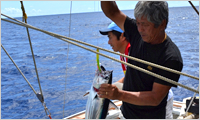 釣り上げられたカツオ